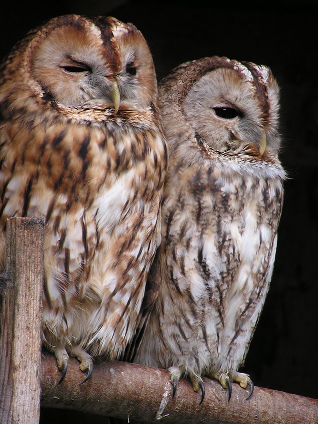 tawny-owl-owl-bird-birds-66904