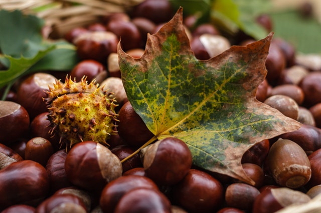 acorn-blur-brown-247553.jpg
