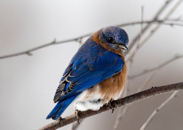 photography-of-small-blue-and-brown-bird-792416.jpg