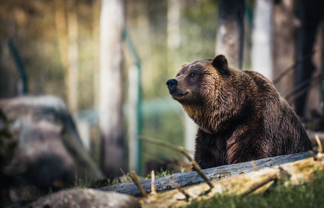 close-up-photography-of-grizzly-bear-1068554.jpg