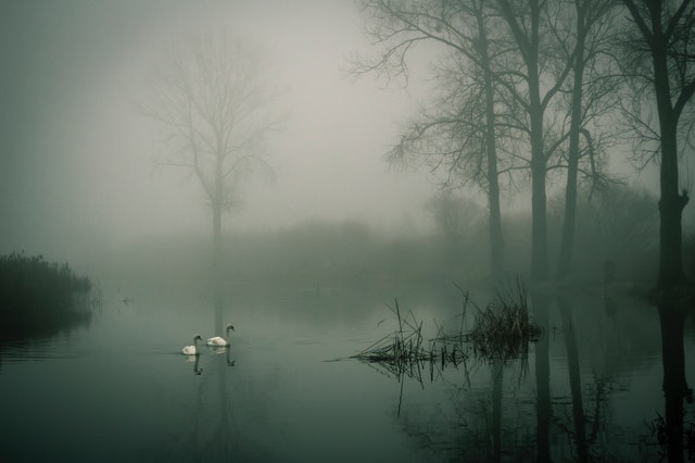photo-of-two-white-ducks-on-water-during-fog-845619.jpg
