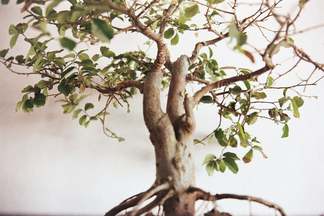 selective-focus-photography-of-green-leafed-bonsai-1671256